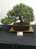 White Pine